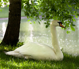 Image showing Mute swan on grass 