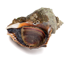 Image showing Veined rapa whelk on white background