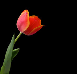 Image showing Tulip isolated on black backgroun