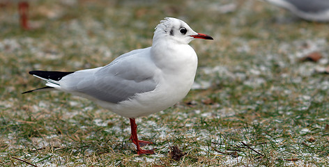 Image showing seagull