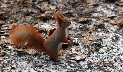 Image showing squirrel