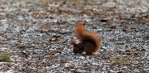 Image showing squirrel