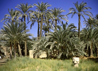 Image showing Palm trees by Memphis, Egypt