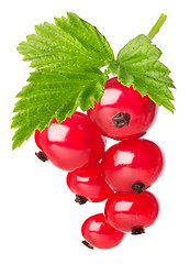 Image showing Red currant with leaves