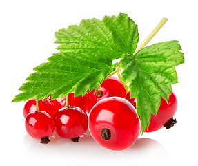 Image showing Branch of red currant