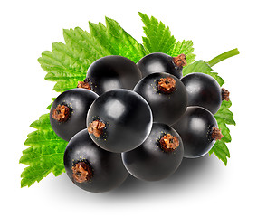 Image showing Branch of black currant