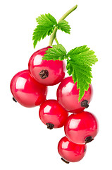 Image showing Red currant