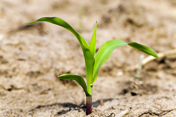 Image showing corn sprout 