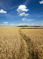 Image showing footpath in the field  