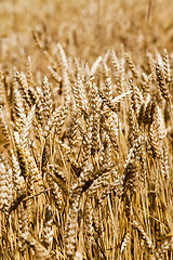 Image showing ripened cereals 