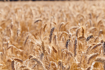 Image showing the ripened cereals  