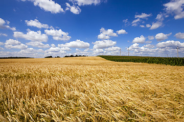 Image showing wheat field  