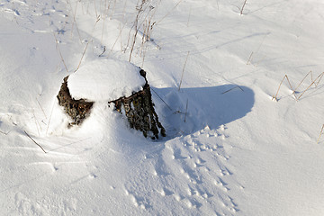 Image showing stump under snow  