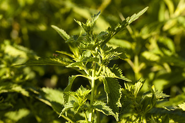 Image showing nettle  