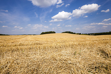 Image showing slanted wheat  