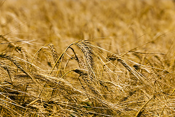 Image showing ripened cereals 