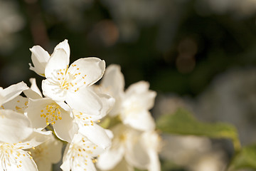 Image showing jasmine flowers  