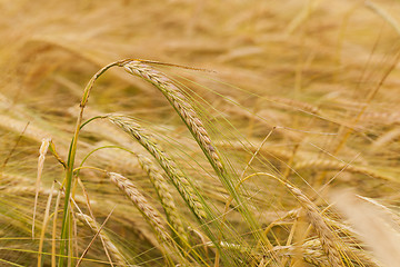 Image showing ripened cereals  