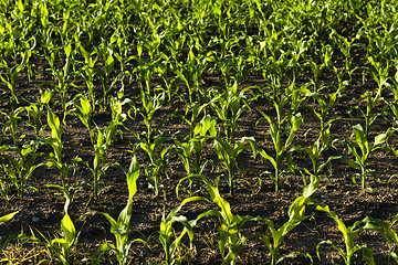 Image showing corn sprouts  