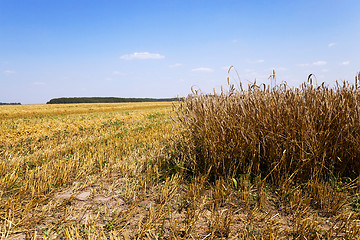 Image showing harvesting  