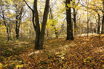 Image showing trees in the fall  