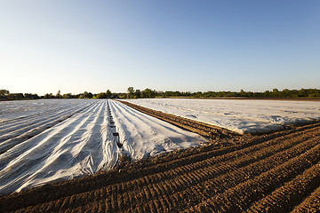 Image showing greenhouses in the field  