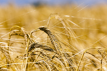 Image showing ripened cereals  