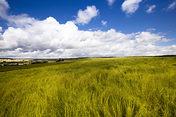 Image showing field with cereals  