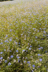 Image showing cornflowers  