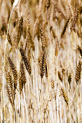 Image showing ripened cereals  