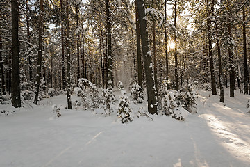 Image showing winter trees 