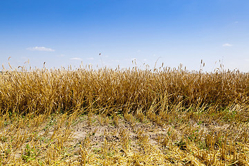 Image showing harvesting  