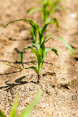 Image showing corn sprout  