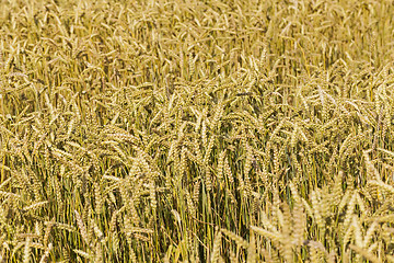 Image showing ripened cereals  