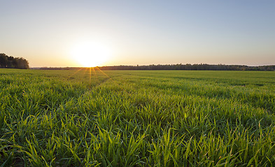 Image showing agriculture  