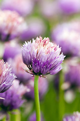 Image showing garlic flower  