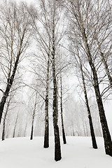 Image showing winter trees  