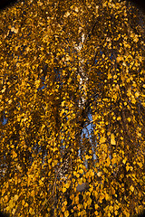 Image showing trees in the fall  