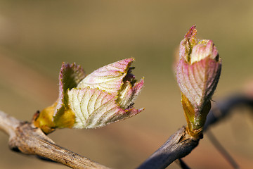 Image showing grapes sprout  