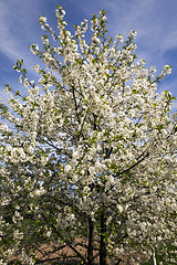 Image showing the blossoming fruit-trees  