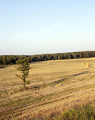 Image showing straw stack  