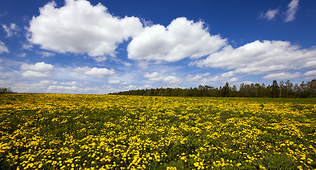 Image showing dandelions  