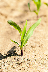 Image showing corn sprout  