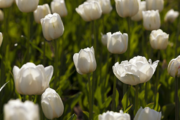 Image showing white tulips  