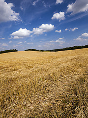 Image showing slanted wheat  