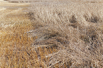 Image showing the destroyed cereals  