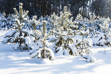 Image showing fir-tree in the winter  