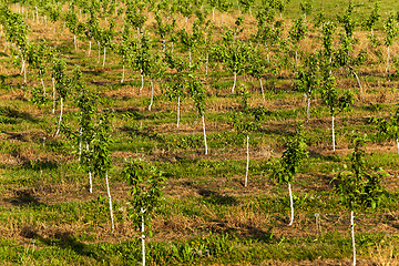 Image showing young fruit-trees  