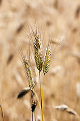 Image showing ripened cereals  