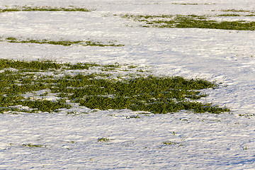 Image showing sprouts of winter wheat 